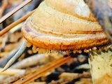 Ganoderma meredithiae image