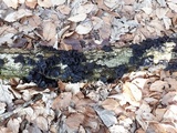 Exidia truncata image