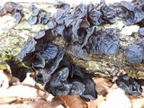 Exidia truncata image