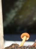 Flammulaster muricatus image