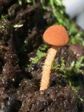 Flammulaster muricatus image