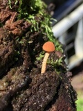 Flammulaster muricatus image