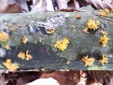Calocera cornea image