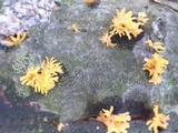 Calocera cornea image