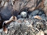 Xylaria polymorpha image