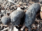 Xylaria polymorpha image