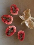 Clathrus columnatus image