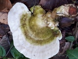 Trametes gibbosa image