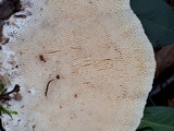 Trametes gibbosa image