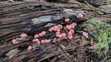 Lycogala epidendrum image