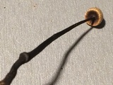 Poronia pileiformis image