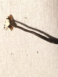 Poronia pileiformis image
