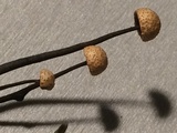 Poronia pileiformis image