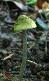 Pouzarella flavoviride image