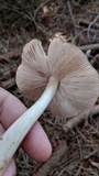 Entoloma vernum image