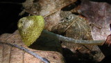 Pouzarella flavoviride image