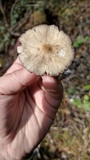 Psathyrella longistriata image