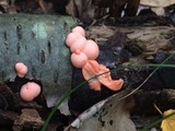 Lycogala epidendrum image