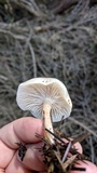 Clitocybe fragrans image