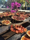 Ganoderma sessile image