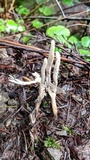 Clavulina rugosa image