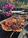 Ganoderma sessile image