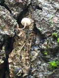 Phloeomana alba image