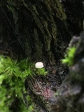 Phloeomana alba image