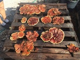 Ganoderma sessile image