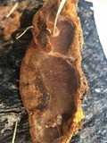 Phellinus gilvus image