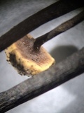 Poronia pileiformis image