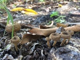 Lentinus crinitus image