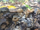 Lentinus crinitus image