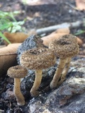 Lentinus crinitus image