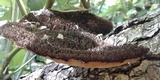 Hexagonia hydnoides image