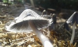 Coprinopsis cinerea image