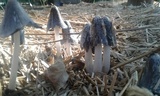 Coprinopsis cinerea image