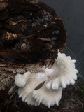 Pleurotus pulmonarius image