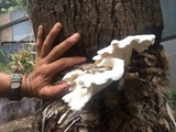Pleurotus pulmonarius image