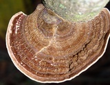 Hexagonia variegata image