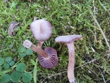 Laccaria amethystina image