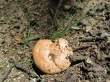 Lactarius chrysorrheus image