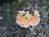 Laetiporus cincinnatus image
