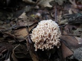 Lentaria micheneri image