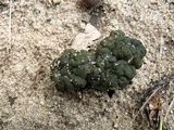 Leotia viscosa image