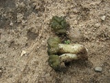 Leotia viscosa image