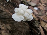 Tetrapyrgos nigripes image