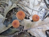 Marasmius siccus image