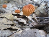 Marasmius siccus image