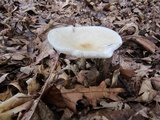 Melanoleuca alboflavida image